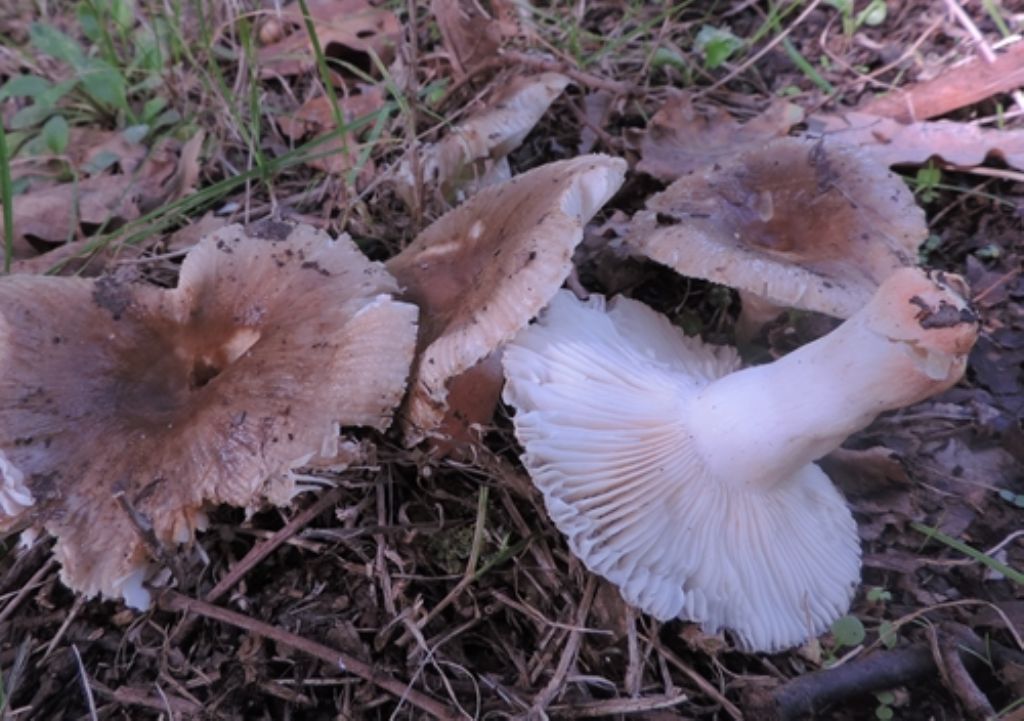 Russula di quercia